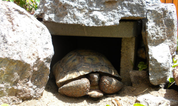 A burrow is among the items an adopted desert tortoise needs. Photo by Utah Division of Wildlife Re...