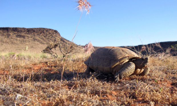A desert tortoise in its native habitat in Washington County. Photo by Jason Jones, Utah Division o...