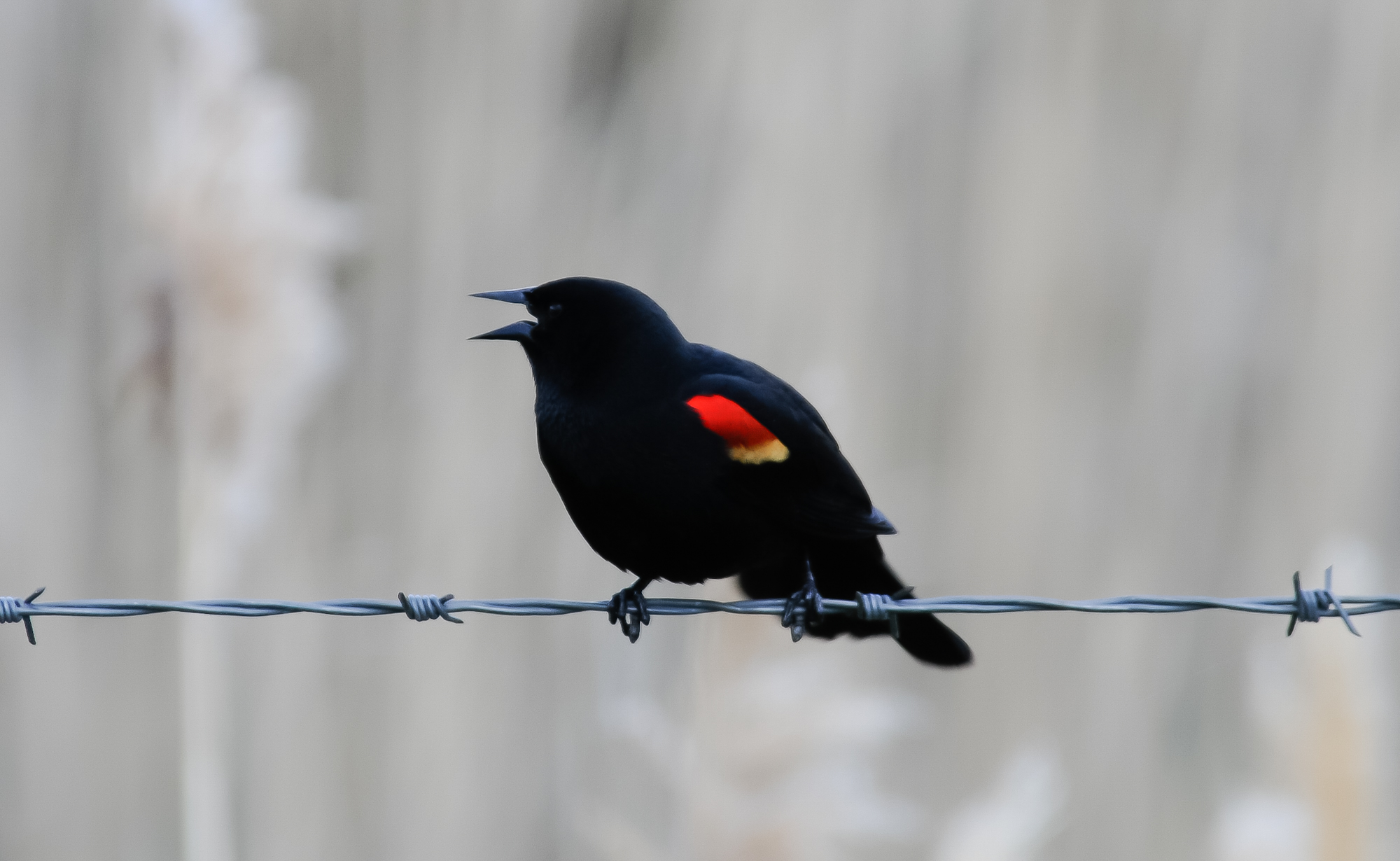 birdwatchers needed to count birds like this red-winged blackbird in Utah...