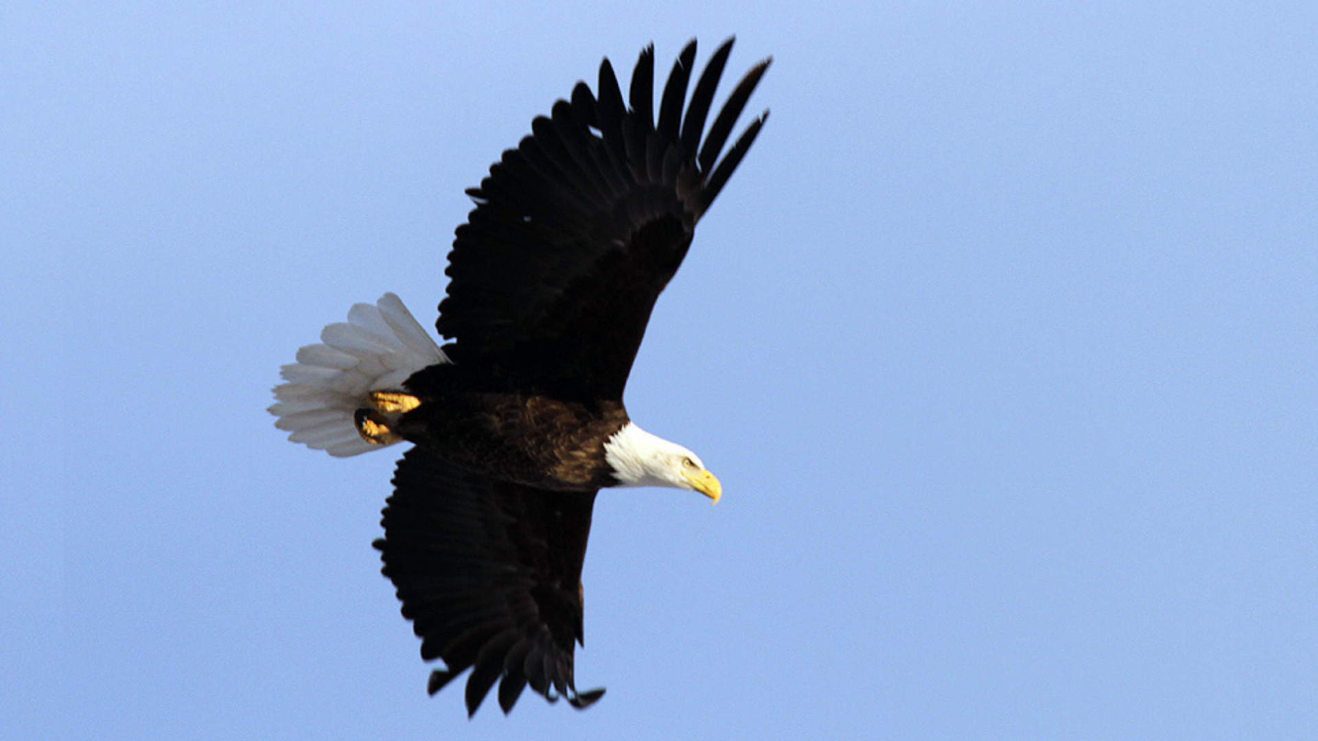 February is the perfect time to view bald eagles in Utah. You can see eagles at five different view...