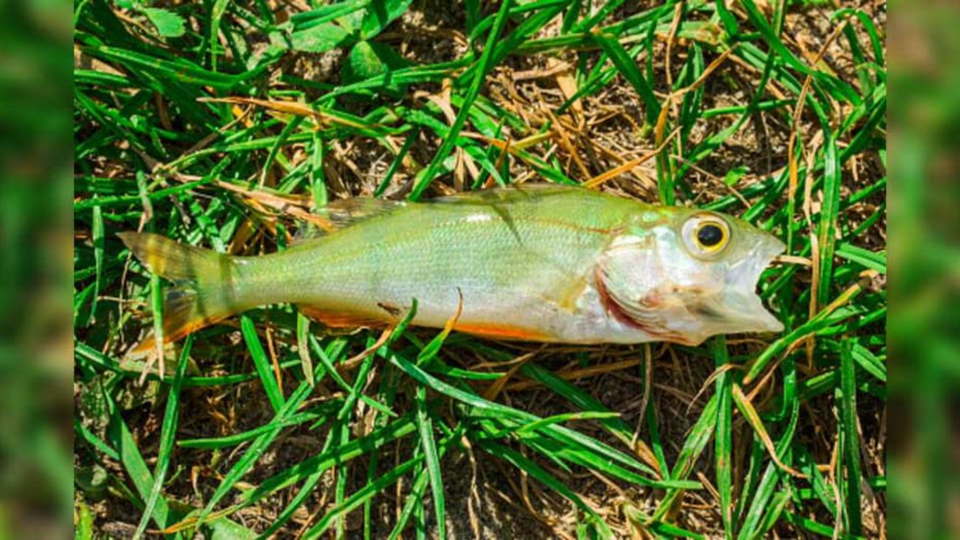 Photo of one of the fish that rained down on a Texas town. Photo: City of Texarkana, Texas...