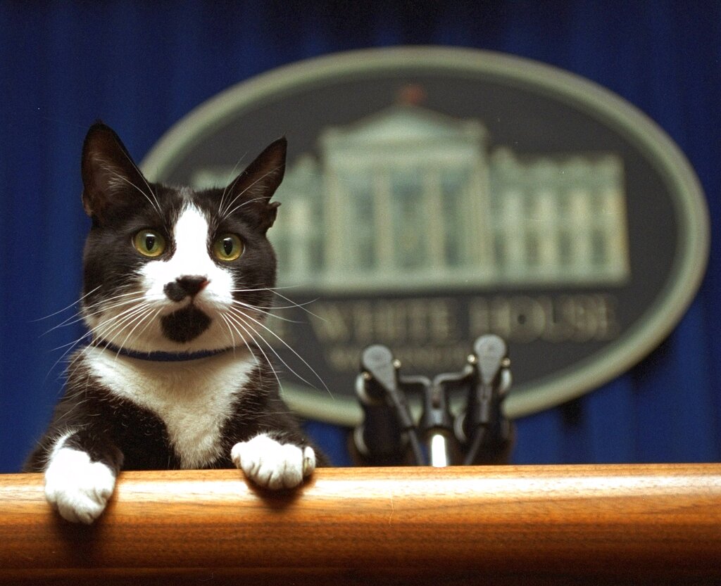 FILE - President Bill Clinton's cat Socks peers over the podium in the White House briefing room in...
