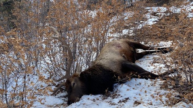 The Utah Division of Wildlife Resources is seeking information into the illegal killing of this bul...