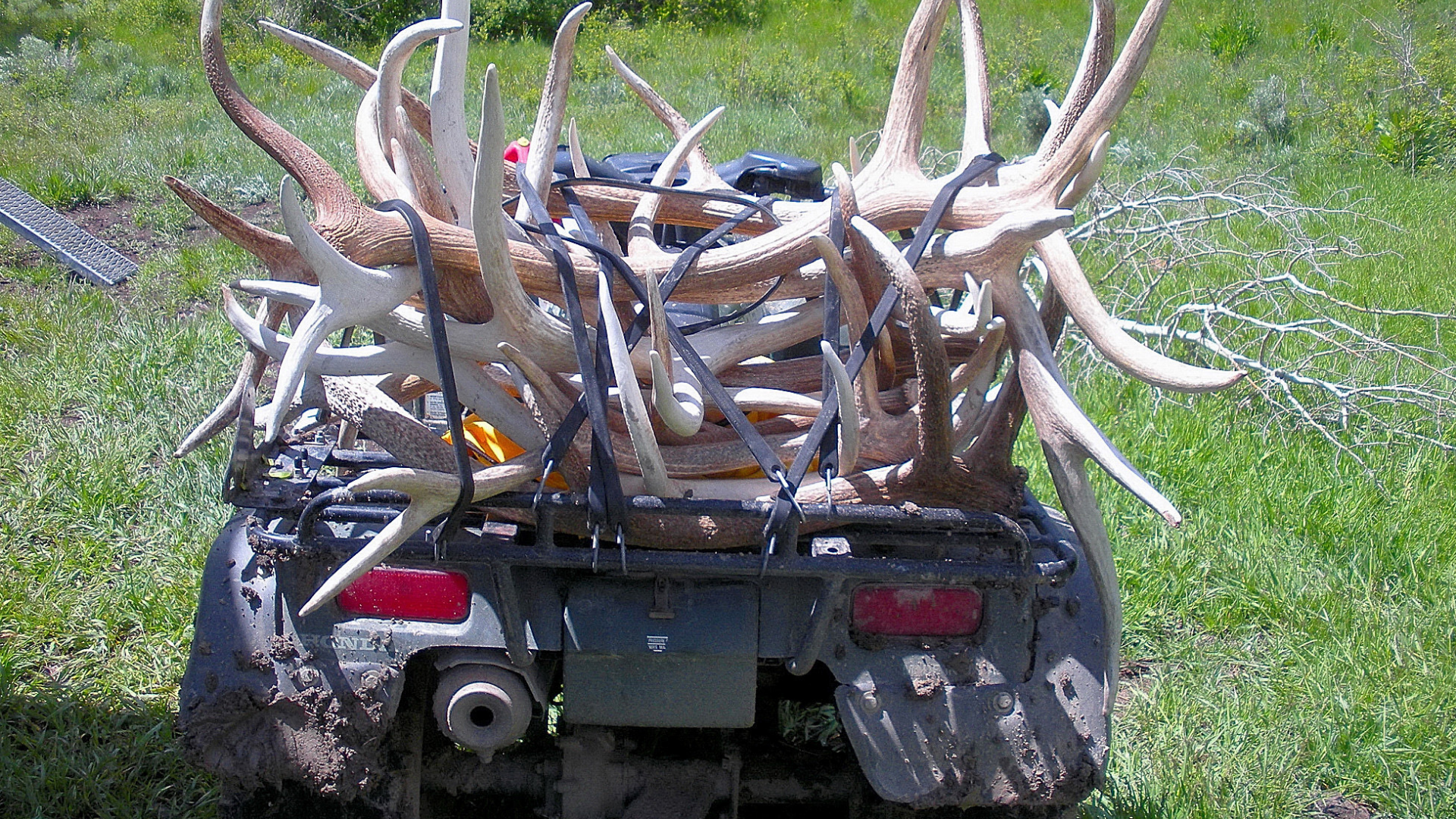 Shed antlers bounty. Photo: Utah DWR...