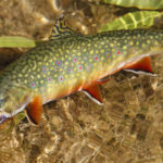 Brook trout (Tom Smart)