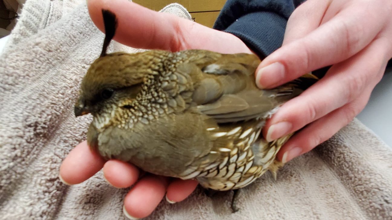 This California Quail was recently discovered having been shot with a blowgun. Officials with the W...