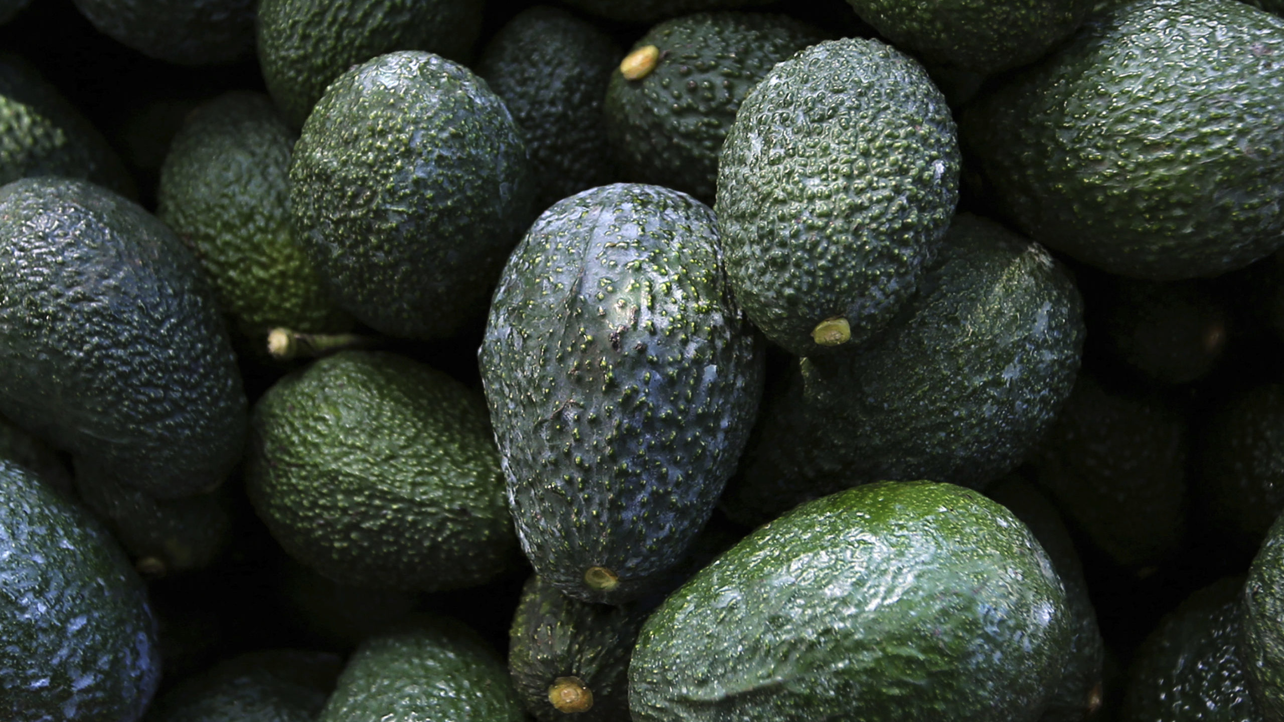 FILE - Recently harvested avocados at an orchard near Ziracuaretiro, Michoacan state, Mexico, Oct. ...