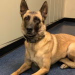 K9 officer who was killed in line of duty will be missed, says police chief