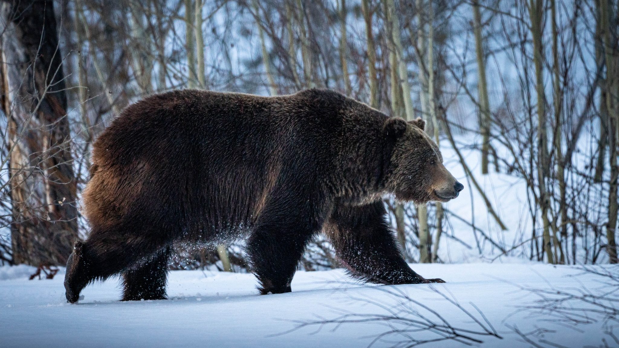 The Grand Teton National Park reported its first grizzly bear sighting of 2022 on Sunday, March 13....