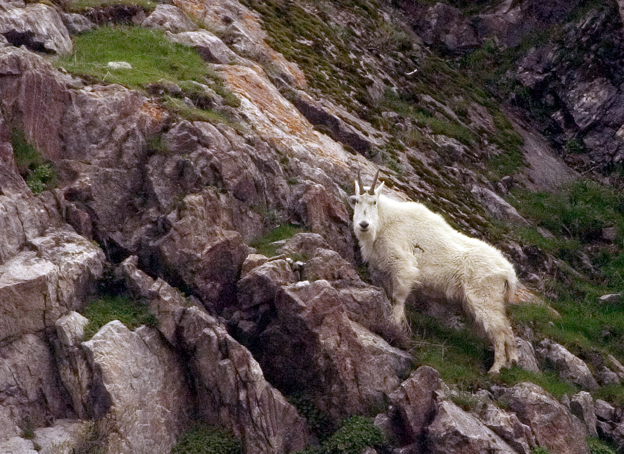 Mountain goat in a canyon....
