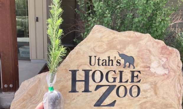 Utah's Hogle Zoo posted a Twitter thread about its water conservation efforts after ranking as one ...