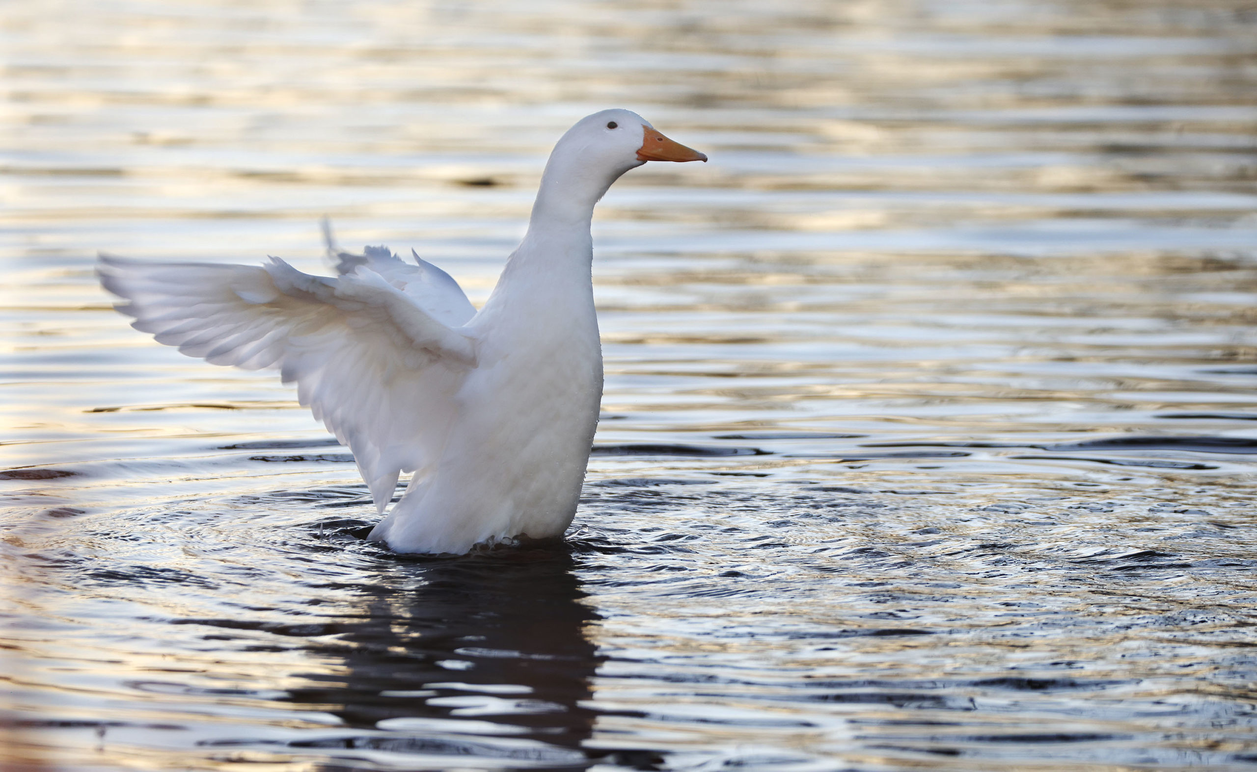 wildlife officials are worried about ducks and geese dumped in Utah ponds....