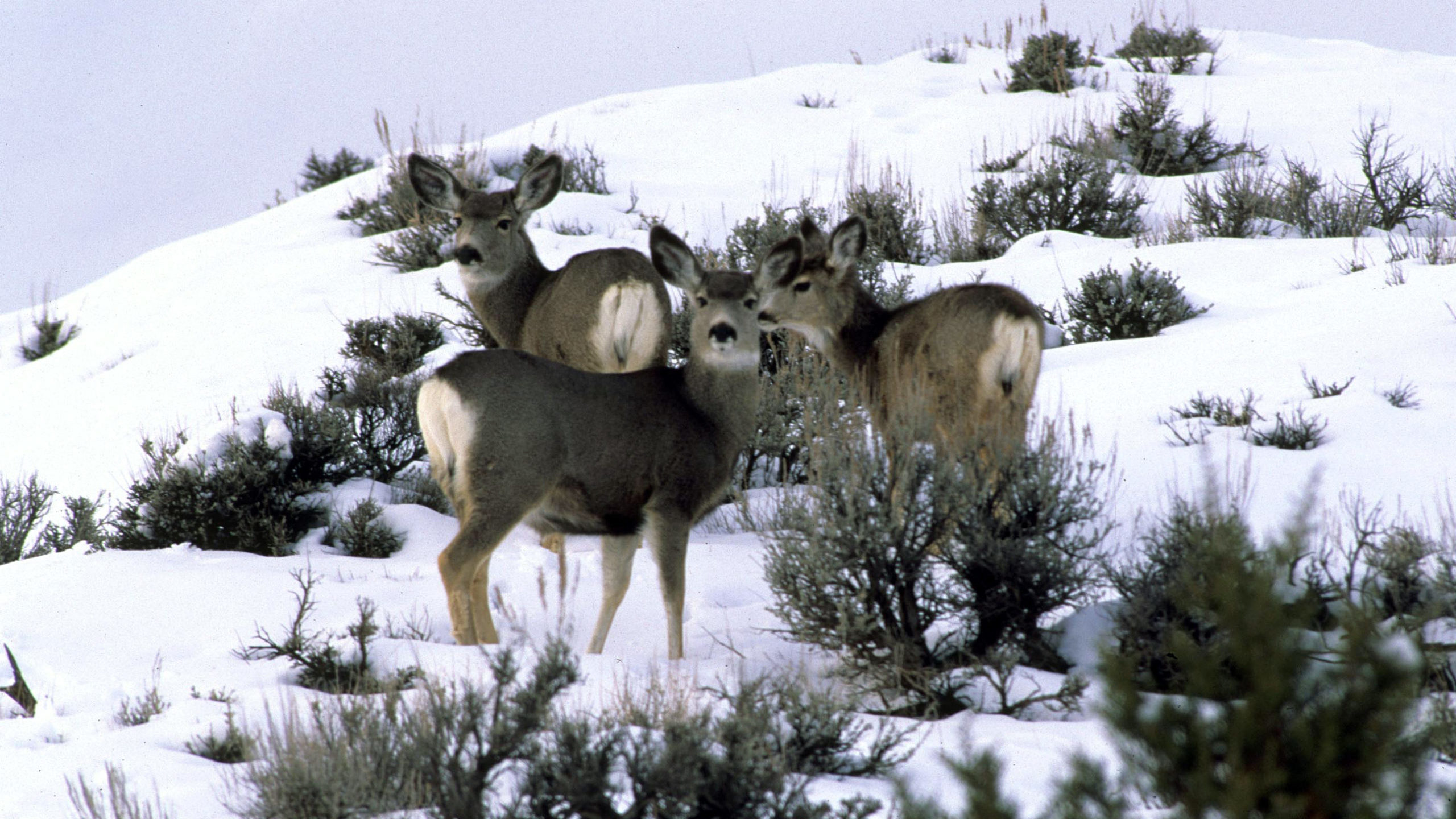 A female mule deer in Morgan County has tested positive for the delta variant of COVID-19.
Photo cr...