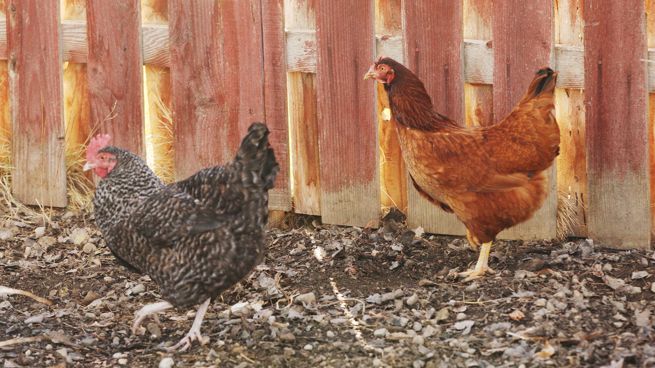 Two chickens are pictured. Avian flu has been detected in Utah....