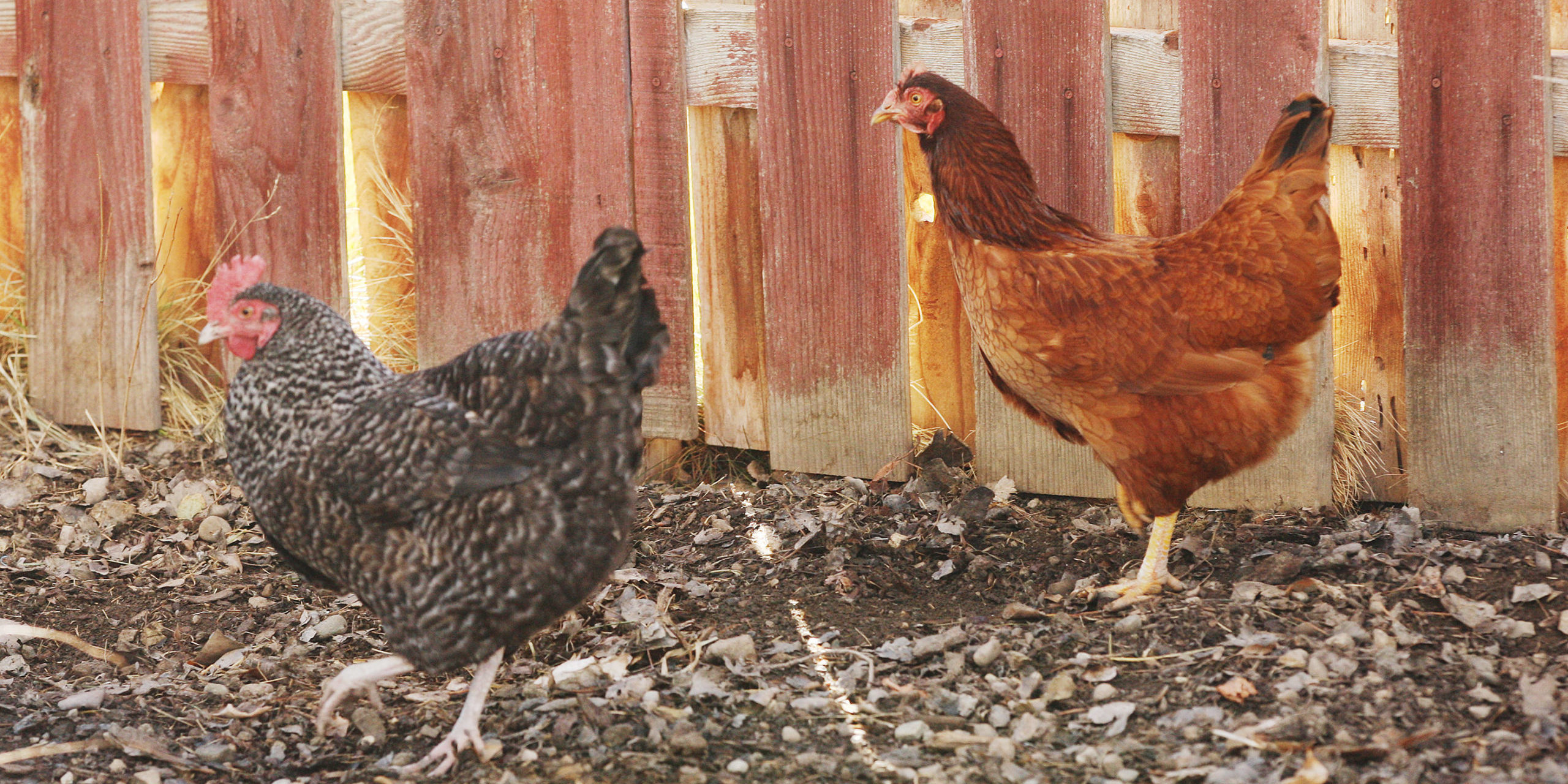 Two chickens are pictured. Salmonella outbreak linked to backyard poultry like chicken...