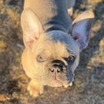 Murray woman's puppy stolen out of her yard