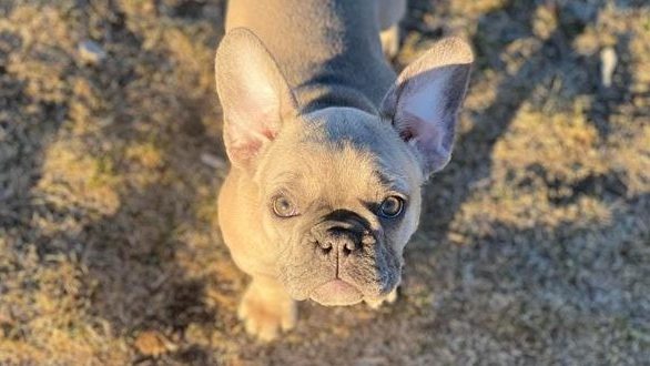 Picture of Diamond the French Bulldog, pet theft...