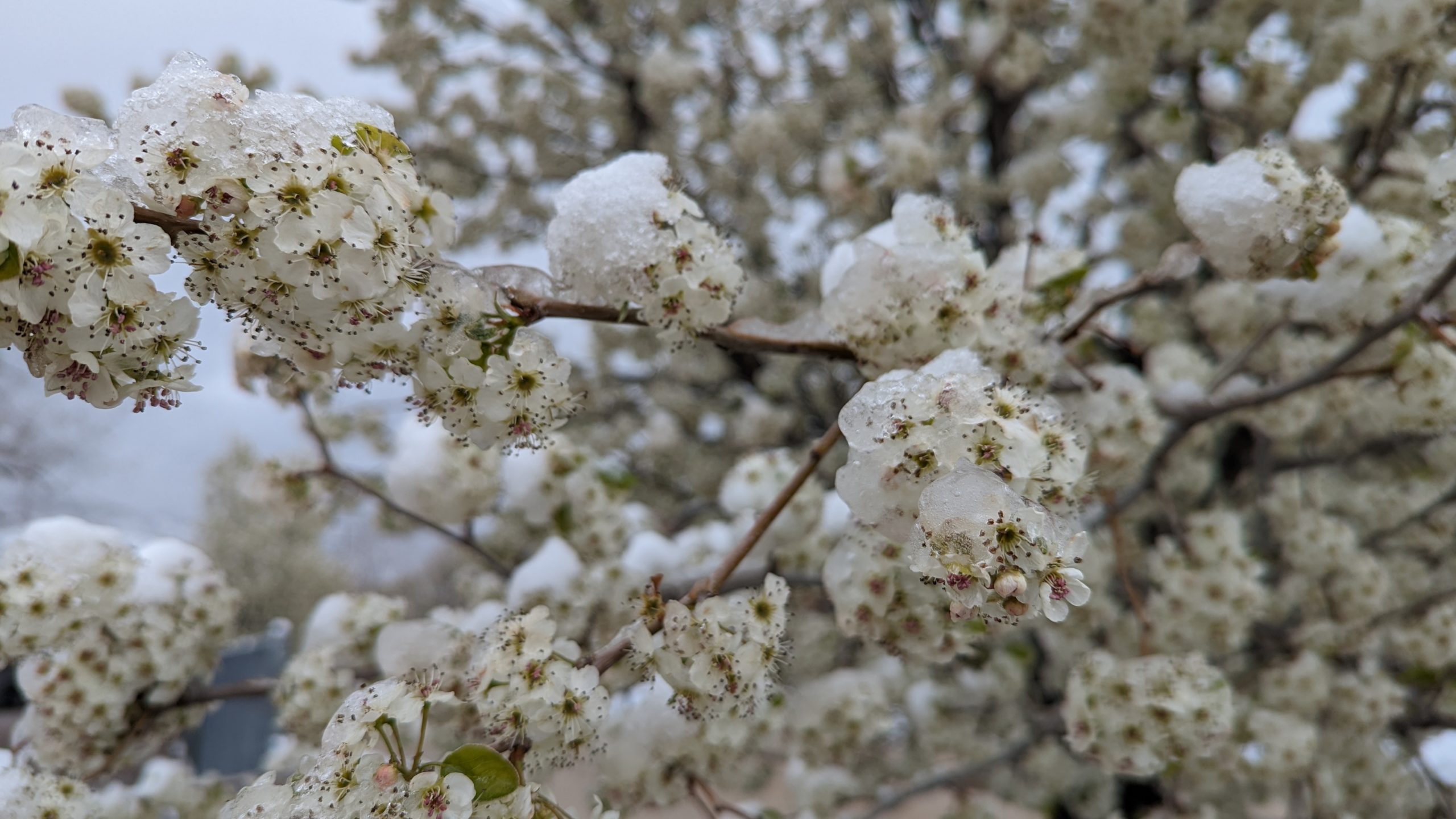 Winter-storm may impact fruit tree production this summer...
