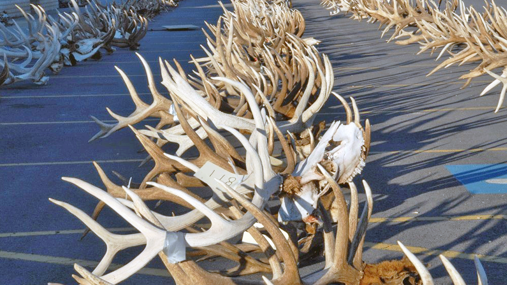 Antlers at auction were seized as evidence in poaching investigations...