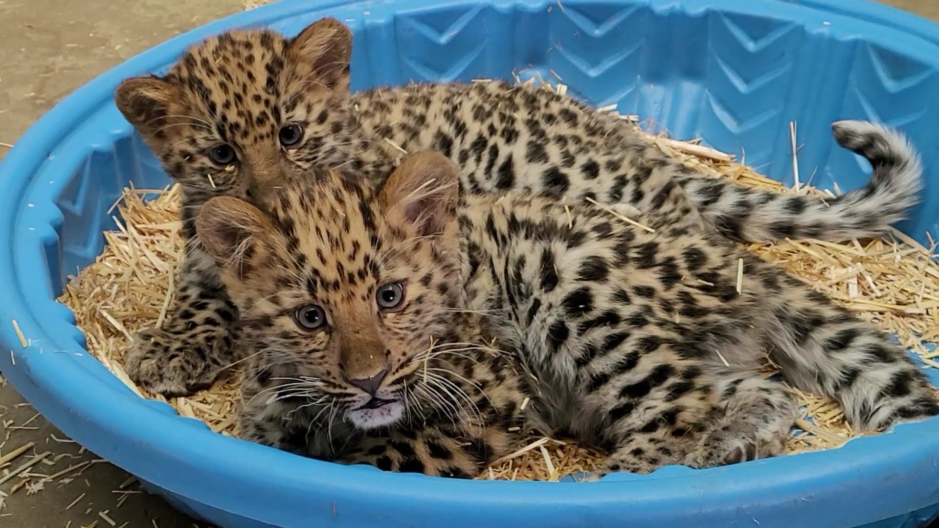 Photo of Amur Leopard cubs at hogle zoo...