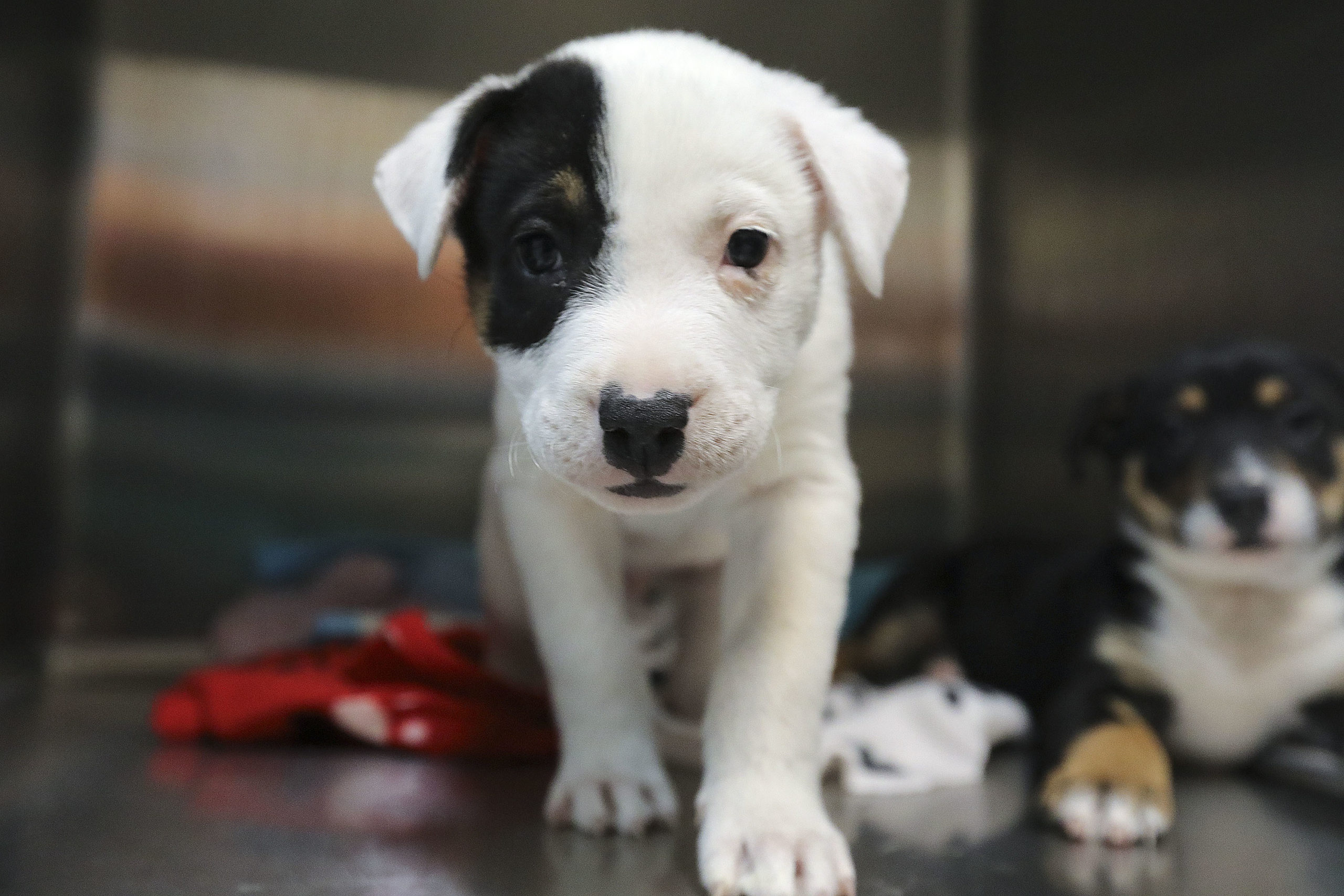 US animal shelters are filling up
