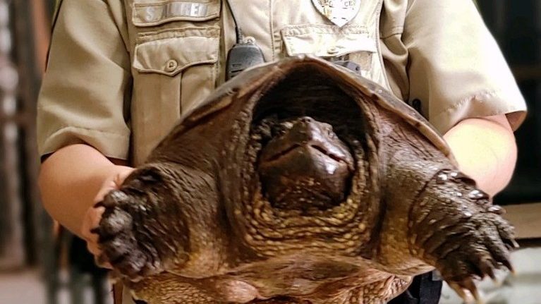 Snapping turtle found in St. George...