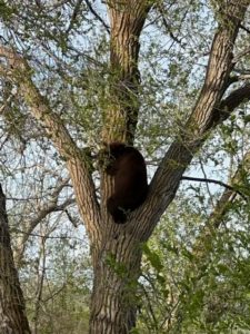 A black bear climbs a tree in Morgan County. 