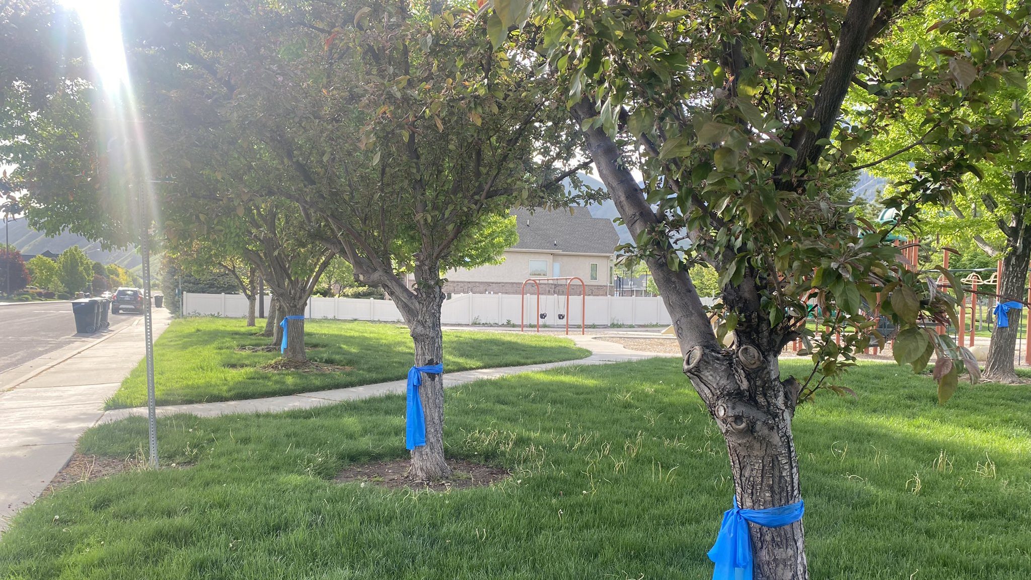 Blue ribbons tied around trees in Springville....