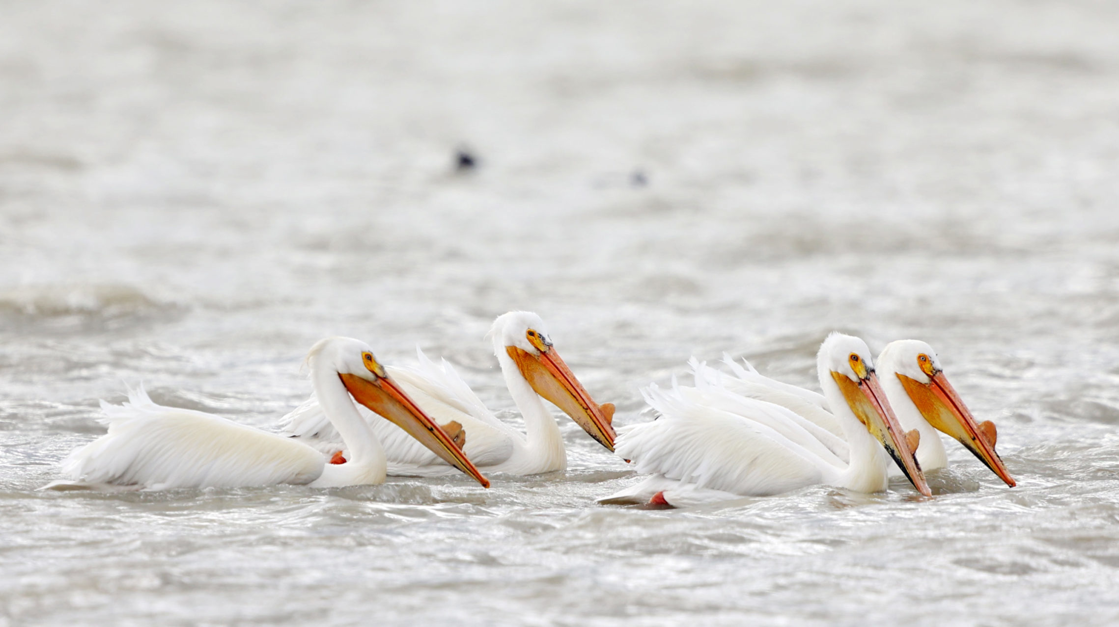 Group of pelicans on the water. Bird flu was found in pelicans....