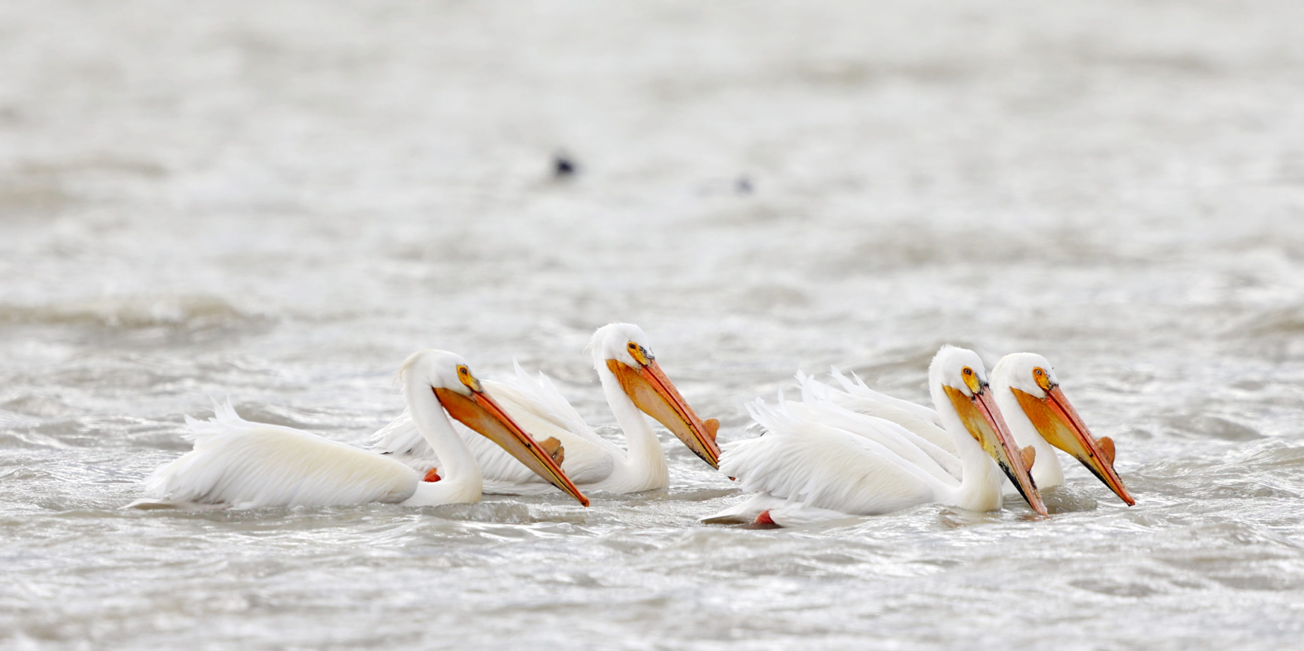 Four American white pelicans forage in Utah Lake on Tuesday, May 3, 2022. The Daybreak Water Compan...