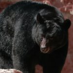 The DWR to update management of black bears