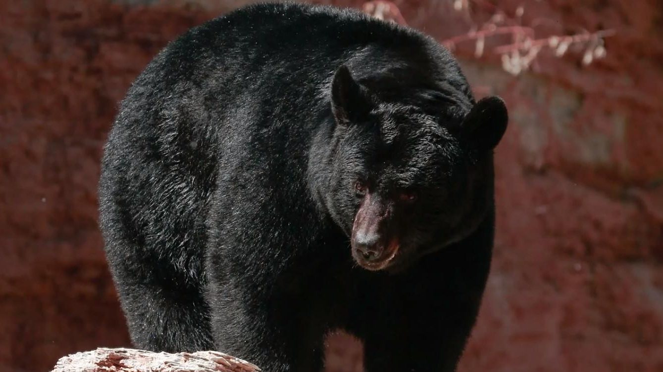 Utah is known as bear country. Black bears can be drawn to the scent of food from miles away. Photo...