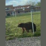 Black bear captured in Morgan County
