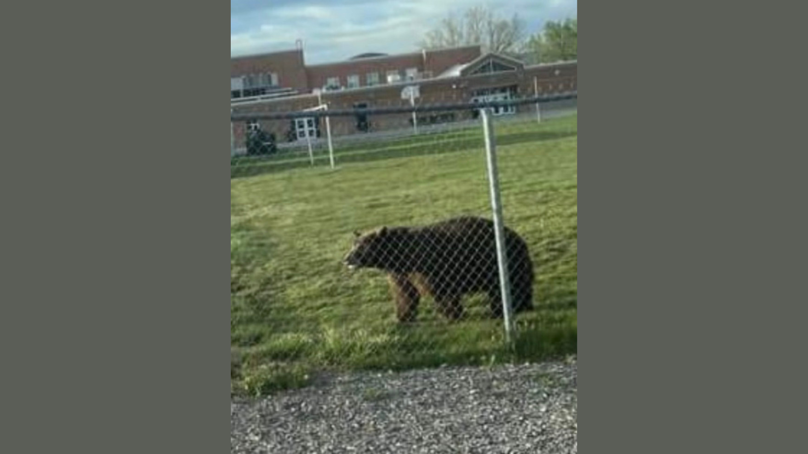 A black bear on a school field....