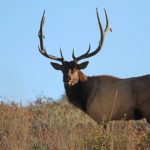 Remaining deer, elk permits can be purchased in July
