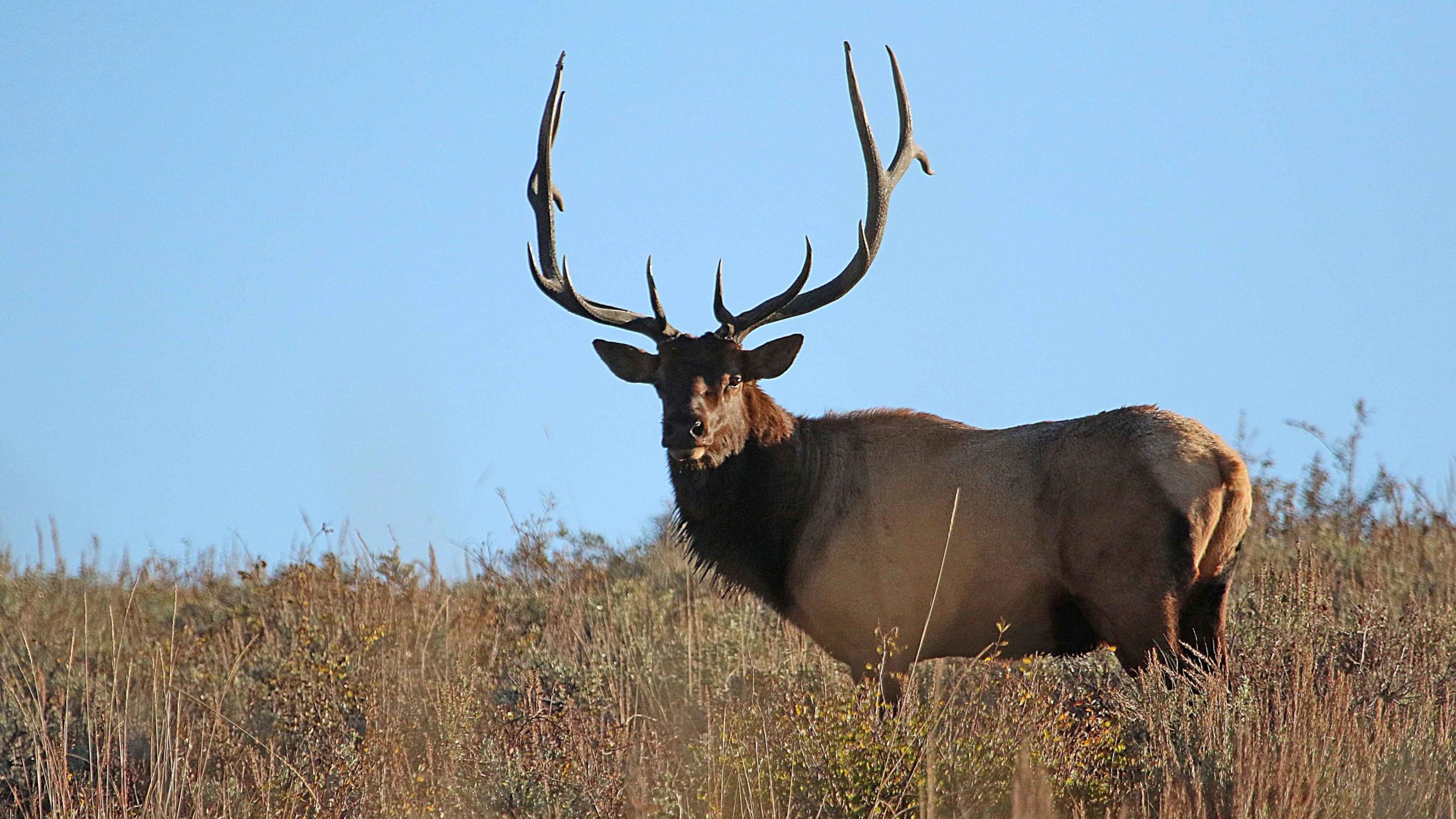 Remaining permits for elk and deer hunts this fall will be available to purchase in July....