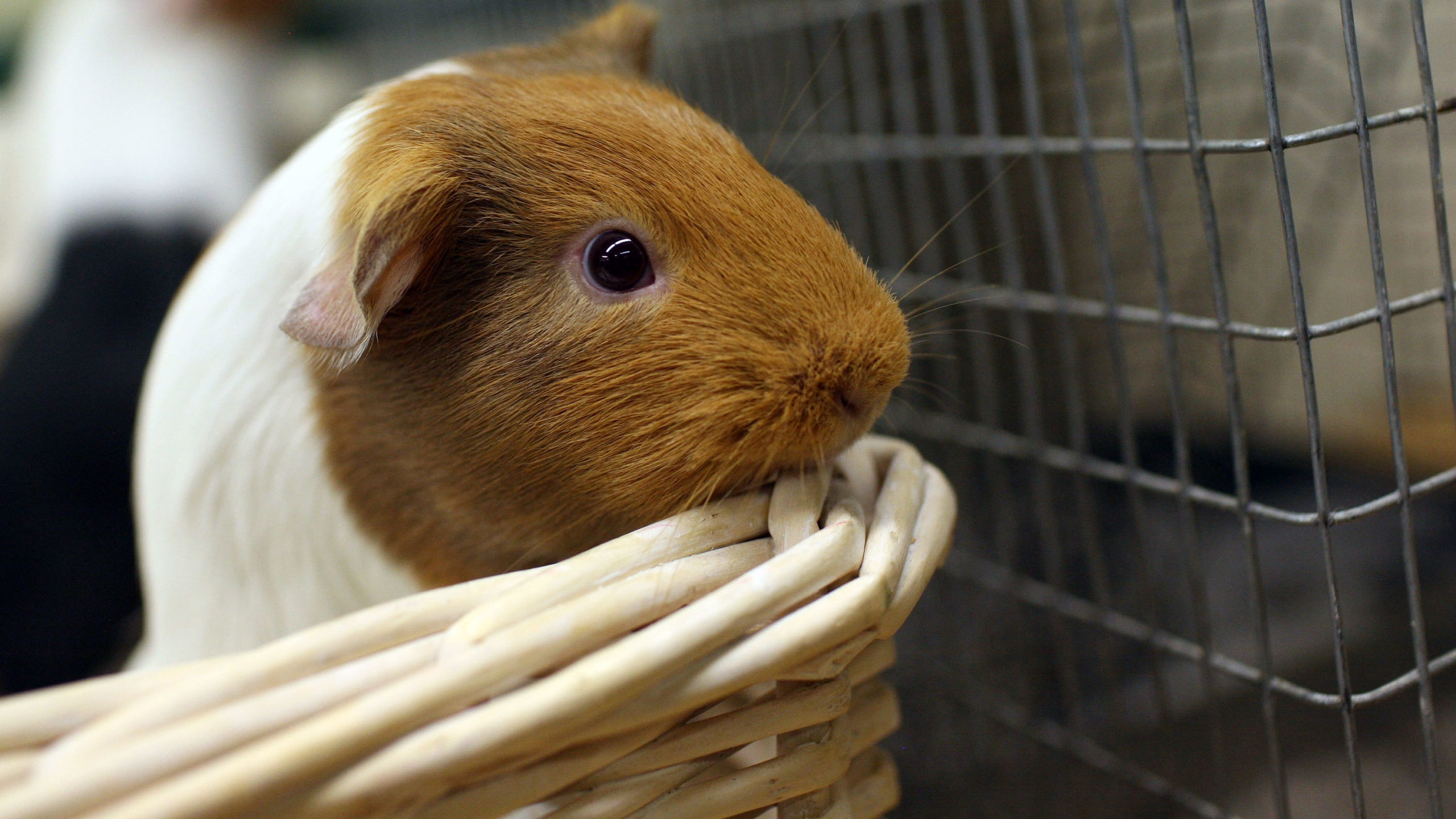 FILE: SAN FRANCISCO - JULY 27:  A Guinea Pigs sits in a basket at the San Francisco Animal Care and...