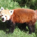 Hogle Zoo welcomes new Red Panda in  effort to conserve the species