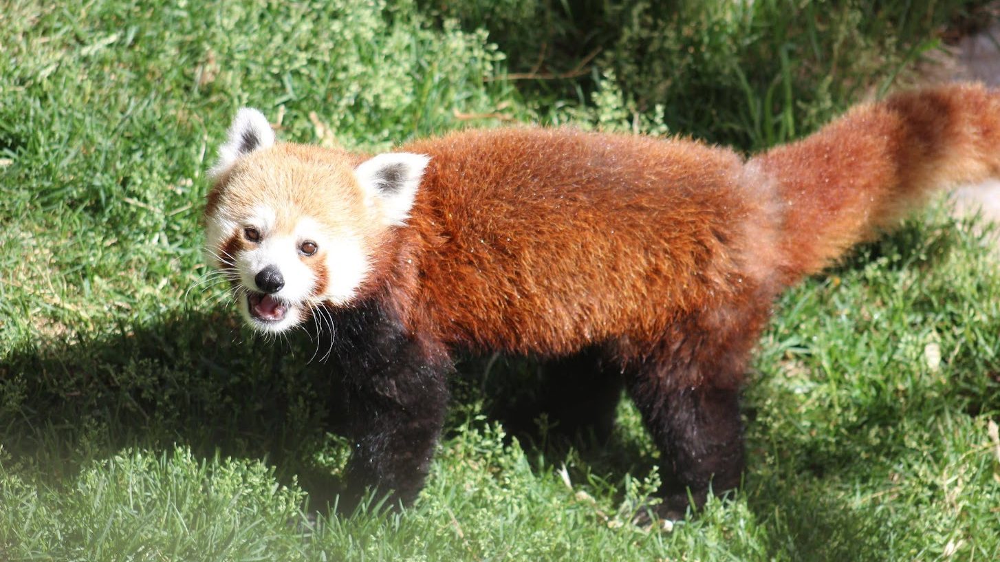 Utah's Hogle Zoo welcomes a new red panda, Priya, to its Asian Highlands exhibit. Photo credit: Uta...