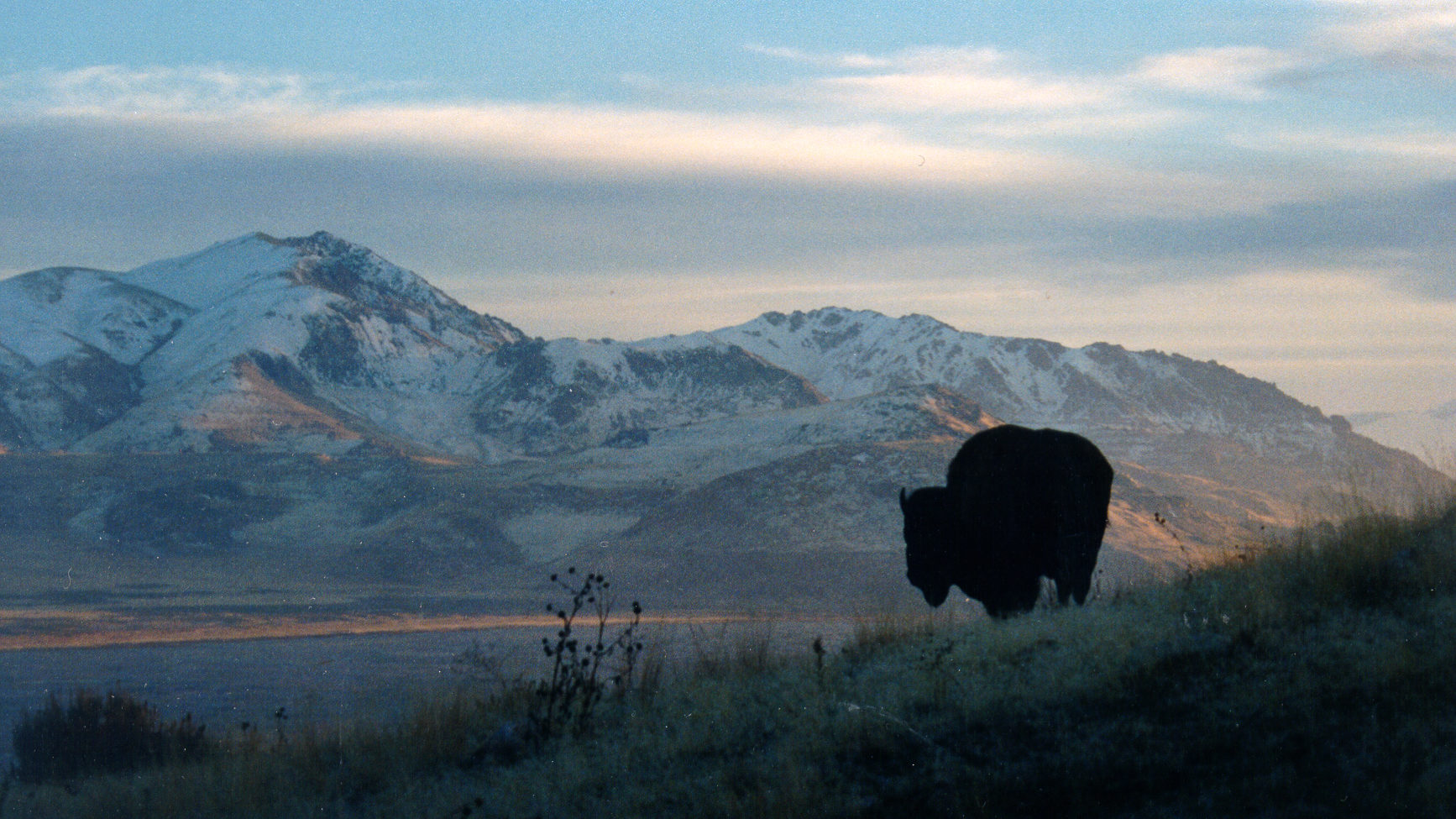 Bison at Antelope Island State Park. Photo credit: Utah State Parks...