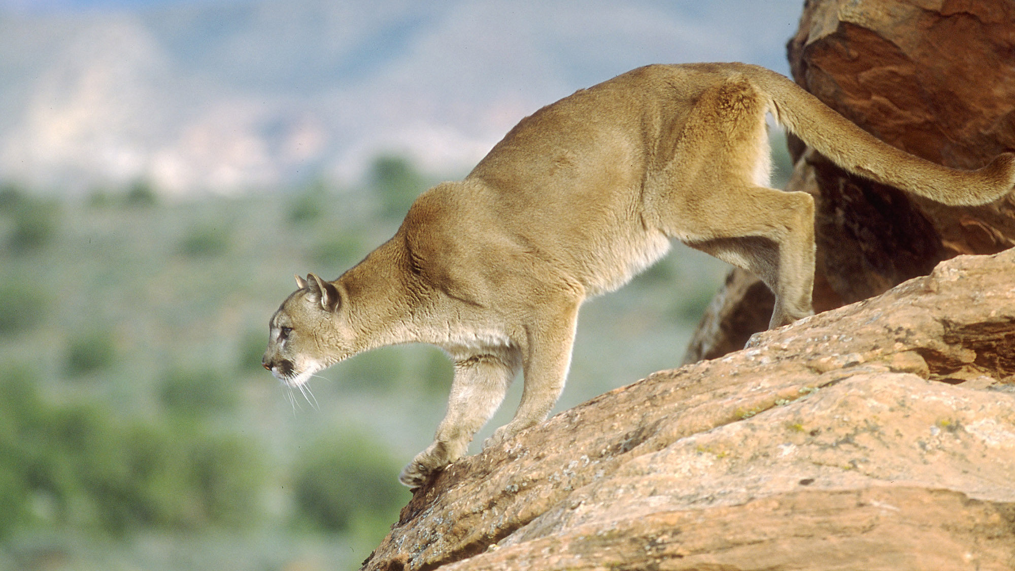 A cougar is pictured. A new lawsuit says Utah's law that allows yearlong cougar hunting could lead ...