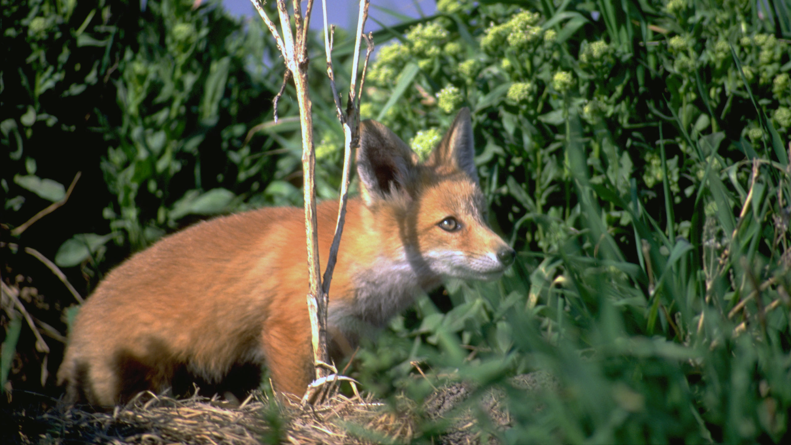 A red fox. Two red foxes tested positive for bird flu in Utah...