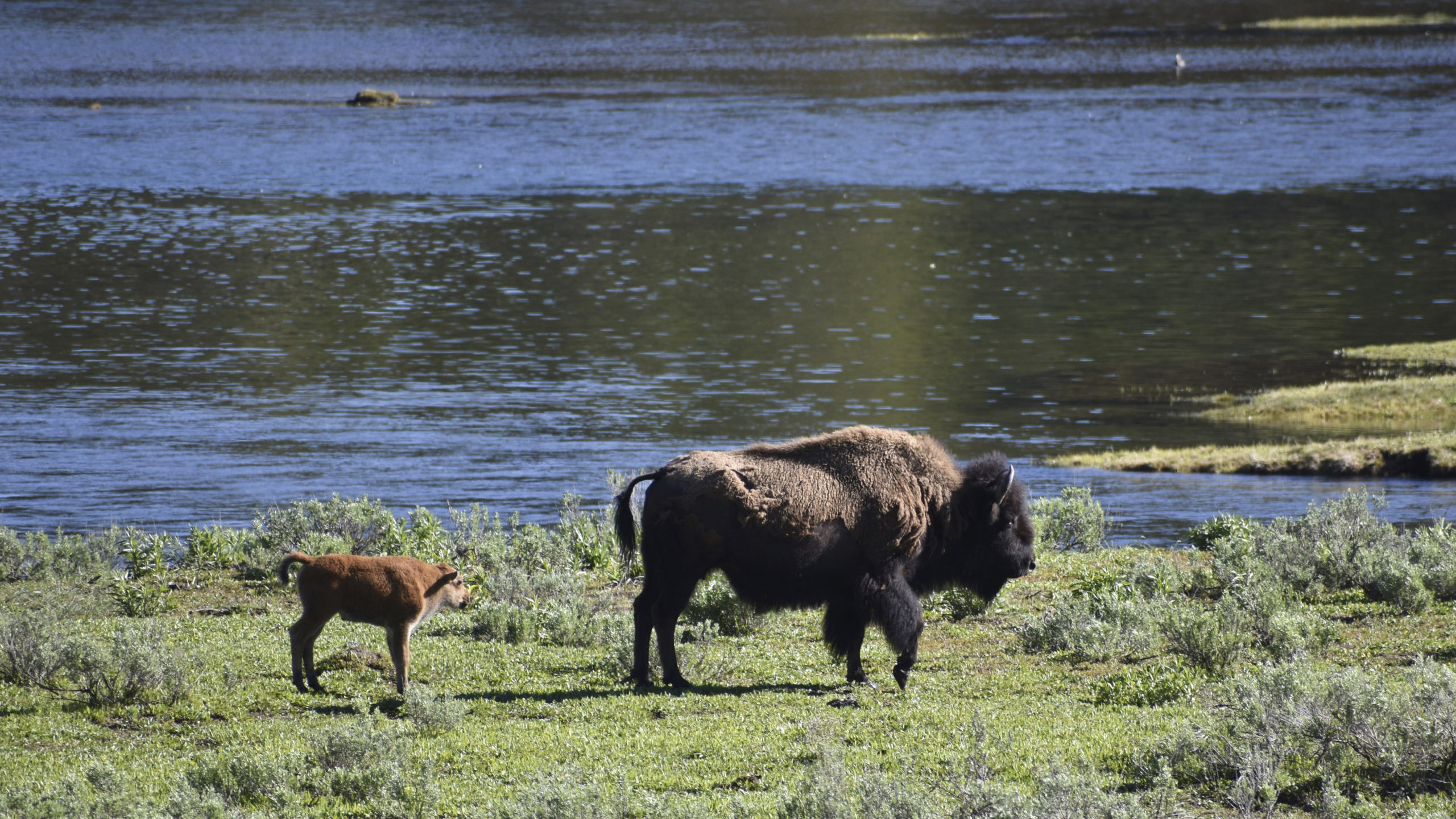 A female bison and calf are seen near the Yellowstone River in Wyoming's Hayden Valley, on Wednesda...