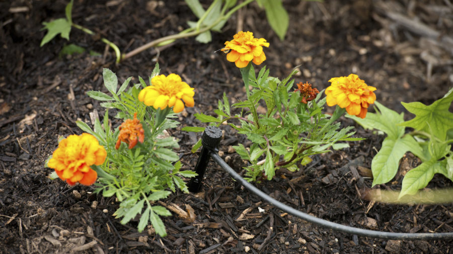 Tips for growing a healthy garden during drought
