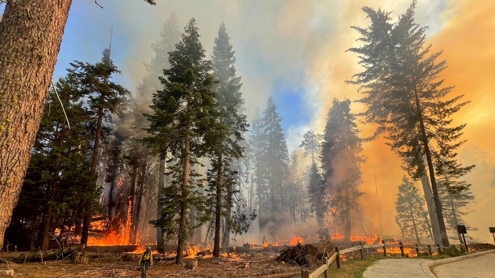 In this image provided by the National Park Service, a firefighter walks near the Mariposa Grove as...