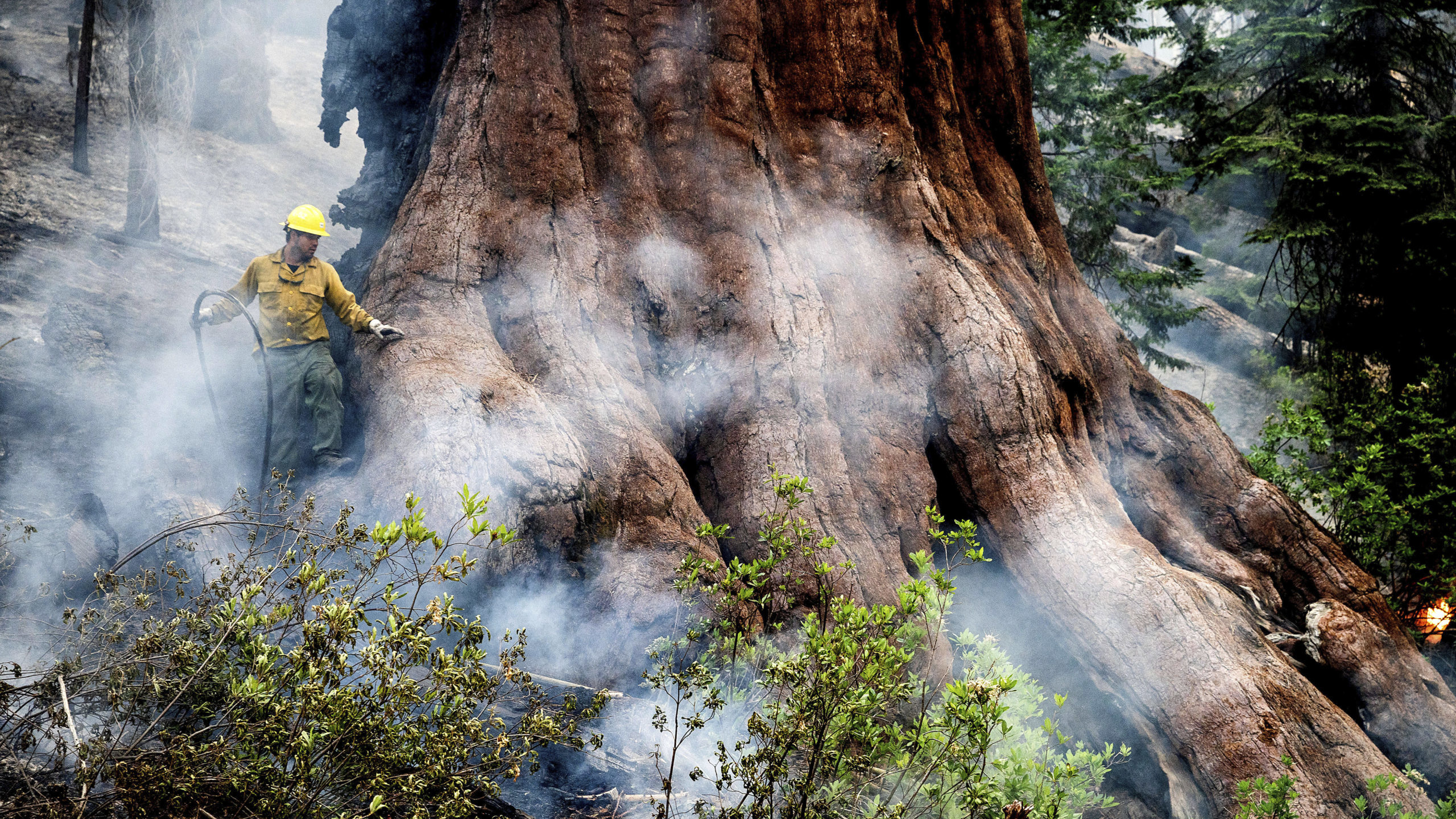 A firefighter protects a sequoia tree as the Washburn Fire burns in Mariposa Grove in Yosemite Nati...