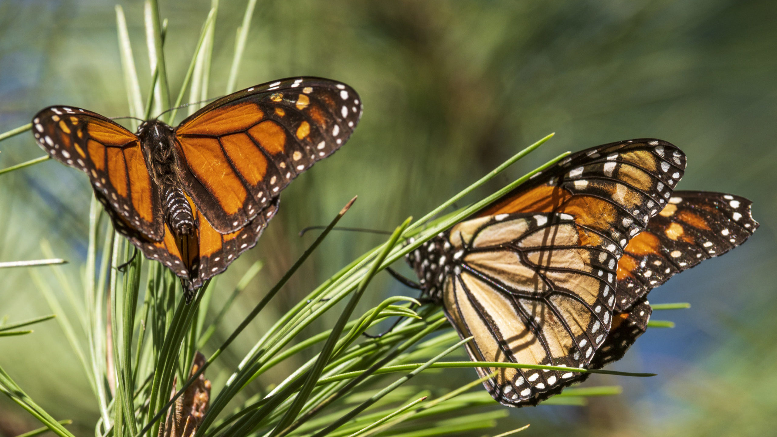 Monarch butterflies land on branches at Monarch Grove Sanctuary in Pacific Grove, Calif., Wednesday...