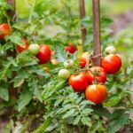 Tomato trouble: Why tomato plants failed this year