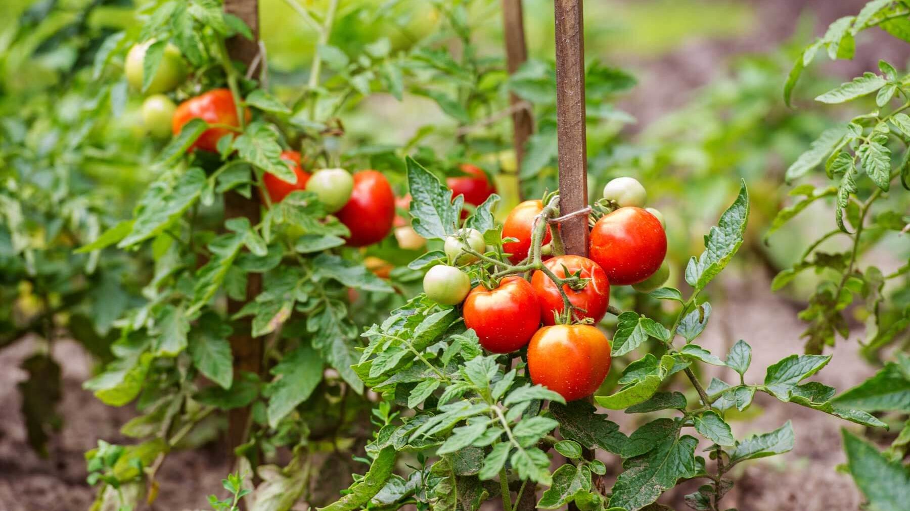 Image of a tomato plant...