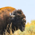 Expert says to give bison their space and distance